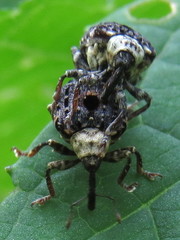 Cionus scrophulariae