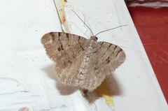 Macaria signaria
