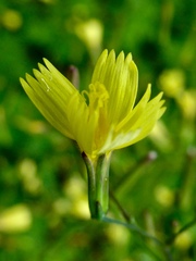Lactucinae