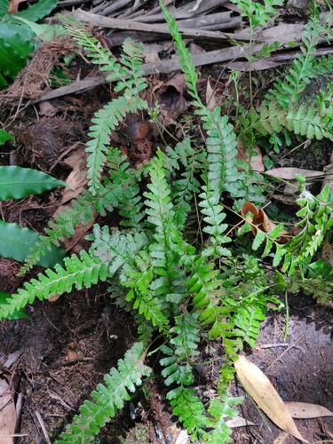 Lindsaea harveyi observed 2024-10-13