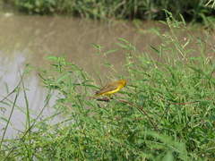 Ploceus cucullatus
