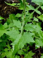 Lactucinae