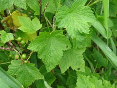 Ribes hudsonianum