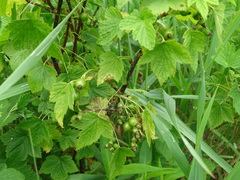 Ribes hudsonianum