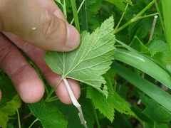 Ribes hudsonianum