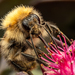 Common Carder Bumble Bee - Photo (c) jim, some rights reserved (CC BY-NC), uploaded by jim