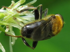 Pterallastes thoracicus