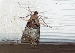 Pococera maritimalis