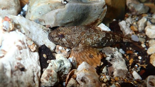 Chabot Bullhead, photo 6 of 10