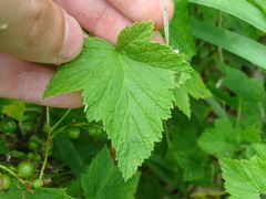 Ribes hudsonianum