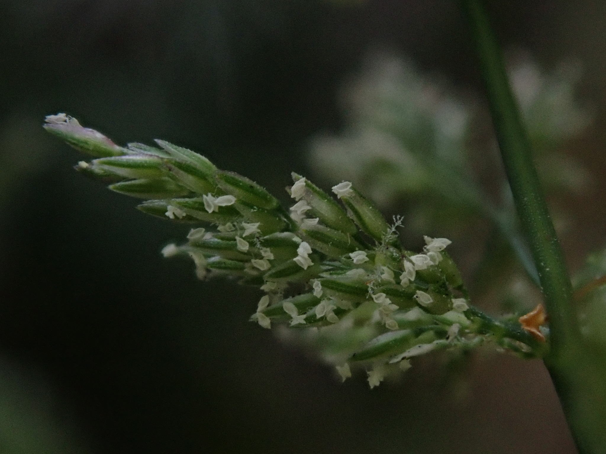 (c) Daniel Cahen, certains droits réservés (CC BY) https://www.inaturalist.org/observations/28325389
