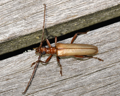 Centrodera decolorata
