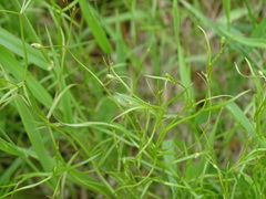 Campanula aparinoides