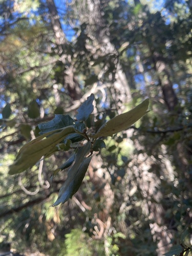 iNaturalist observation photo of oaks