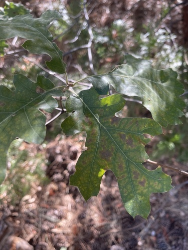 iNaturalist observation photo of California black oak