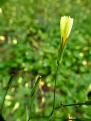 Lactucinae