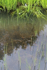 Potamogeton compressus