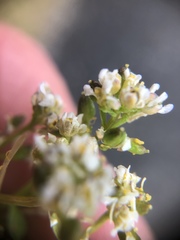 Cochlearia groenlandica