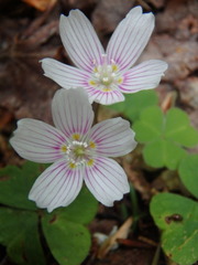 Oxalis