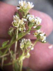 Cochlearia groenlandica