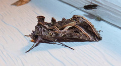 Autographa flagellum