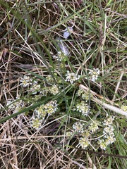 Cochlearia groenlandica