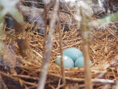 Plegadis falcinellus