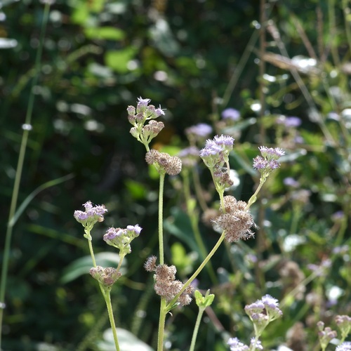 Image of Betonyleaf Mistflower (Conoclinium betonicifolium) by (c) Michelle W. （鍾偉瑋）, some rights reserved (CC BY)
