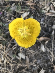 Calochortus weedii weedii