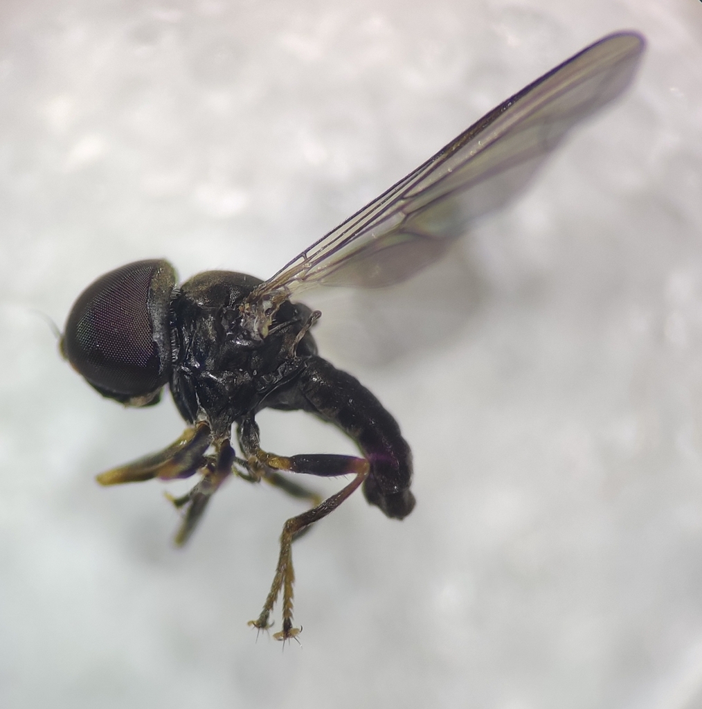 Cephalops ultimus