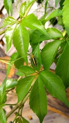 Saperda puncticollis