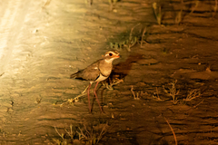 Rhinoptilus chalcopterus