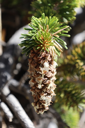 Great Basin bristlecone pine