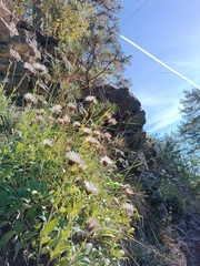 Staehelina uniflosculosa
