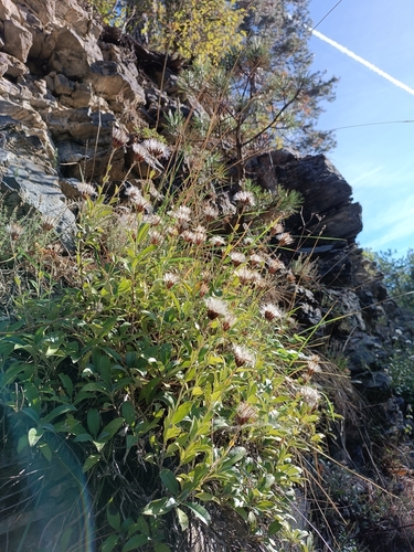 Staehelina uniflosculosa, photograph 1
