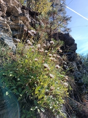 Staehelina uniflosculosa, photograph Vasileia Sef, CC BY, iNaturalist via GBIF