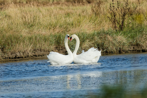 Cisne vulgar (Cygnus olor)