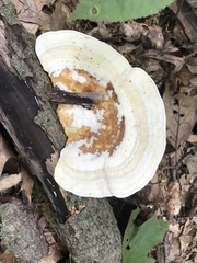 Trametes elegans