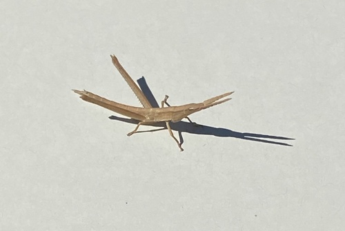 Long-headed Toothpick Grasshopper photo 6