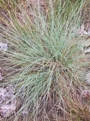Festuca glauca