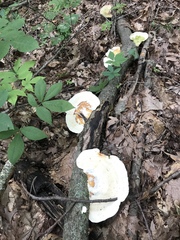 Trametes elegans