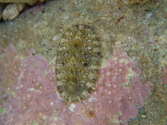 Rhyssoplax olivacea