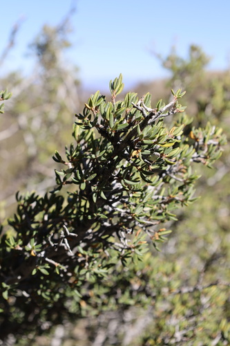 Curl-Leaf Mountain Mahogany foliage