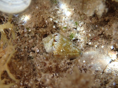 Conus ventricosus
