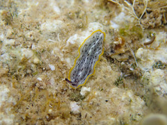 Prostheceraeus moseleyi