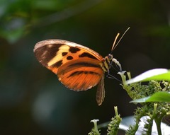 Heliconius numata