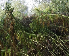 Artemisia tournefortiana, photograph (c) Oleksandr Shynder, some rights reserved (CC BY)