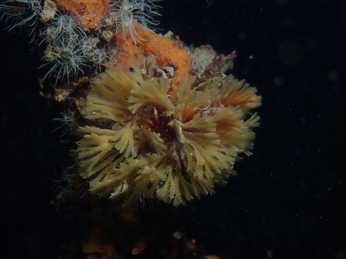 Representative image of Bugulina calathus