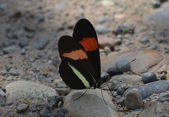Heliconius melpomene