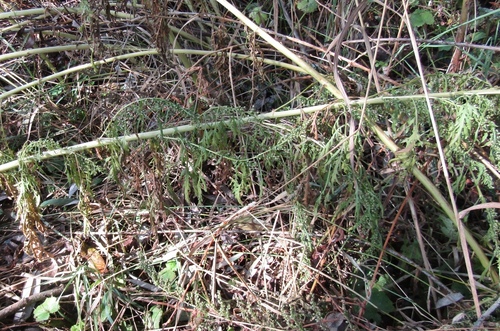 Artemisia tournefortiana, photograph 6